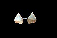 Isistius triangulus
